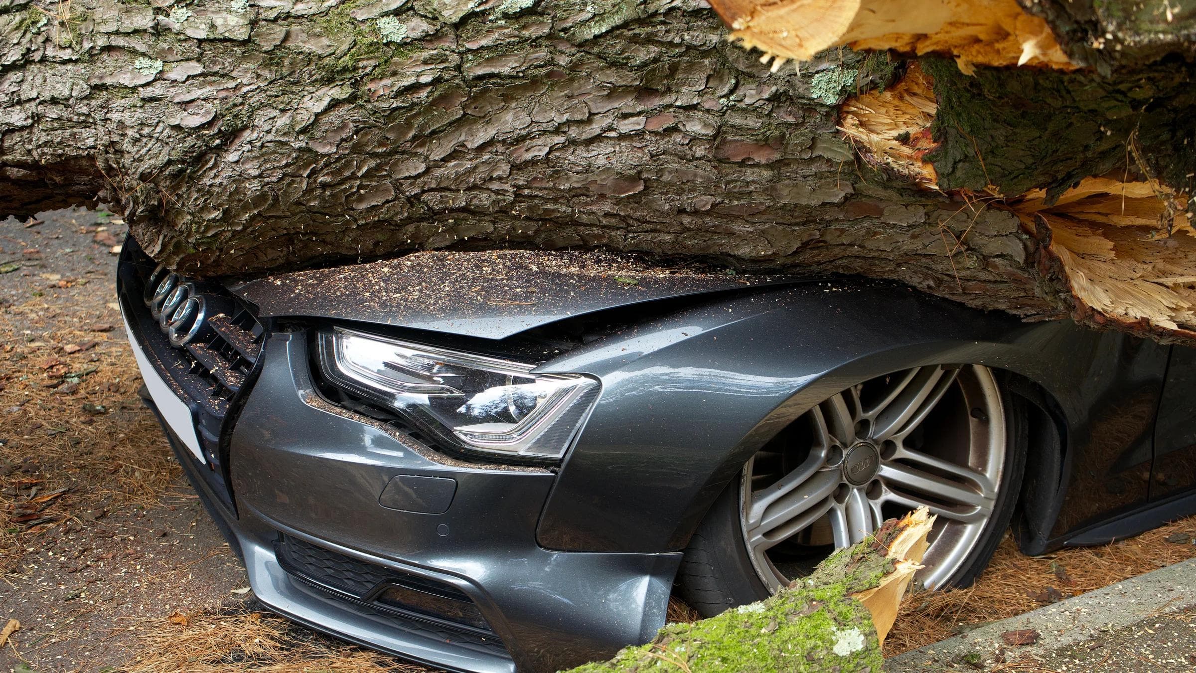 A vehicle damaged by a fallen tree after an accident in the United Kingdom.